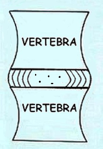 normal vertebrae
