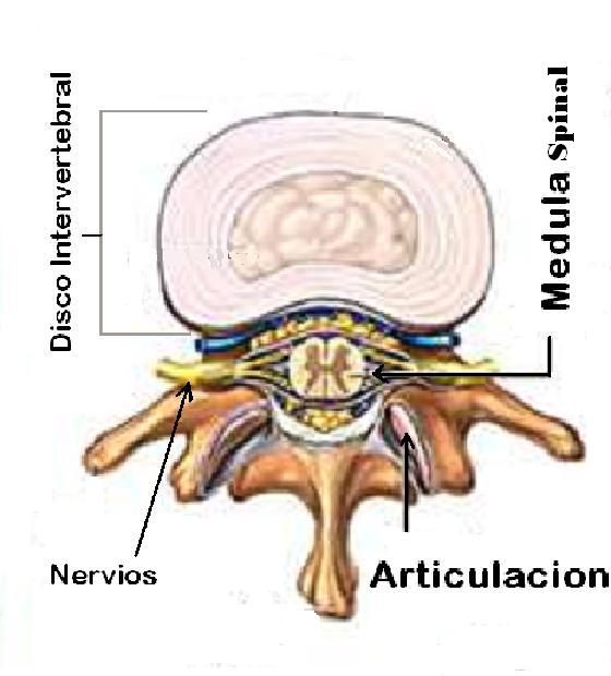spinal column 3