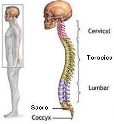 spinal column 5