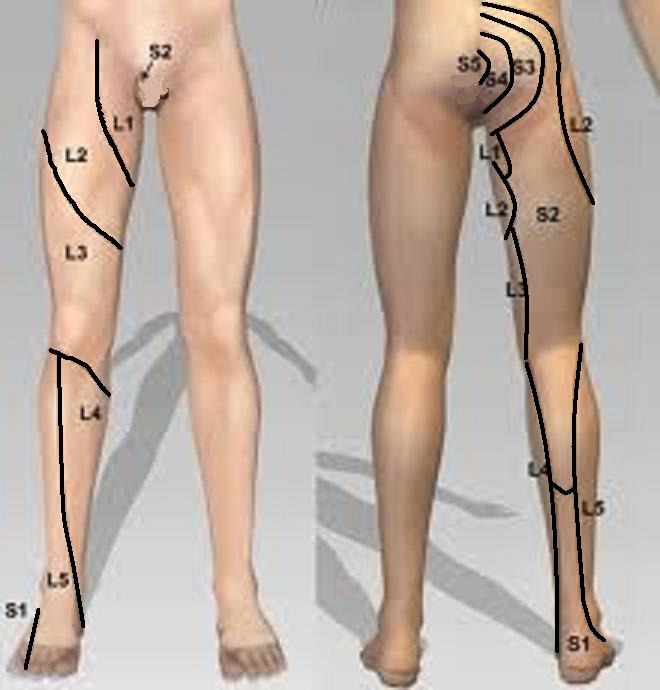 dermatomes 2