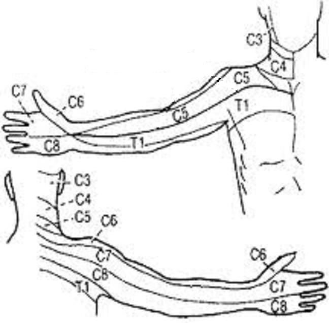 dermatomes